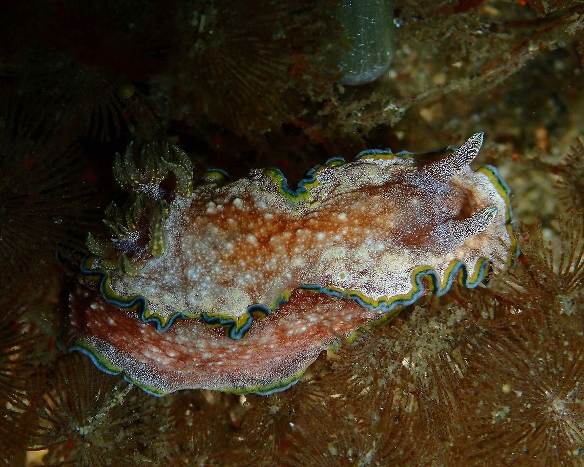 Glossodoris cincta Nudi's Retreat, Lembeh. Geotagged,Glossodoris cincta,Indonesia,Spring