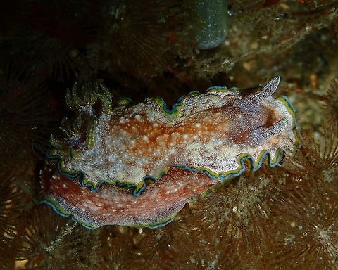 Glossodoris cincta Nudi's Retreat, Lembeh. Geotagged,Glossodoris cincta,Indonesia,Spring