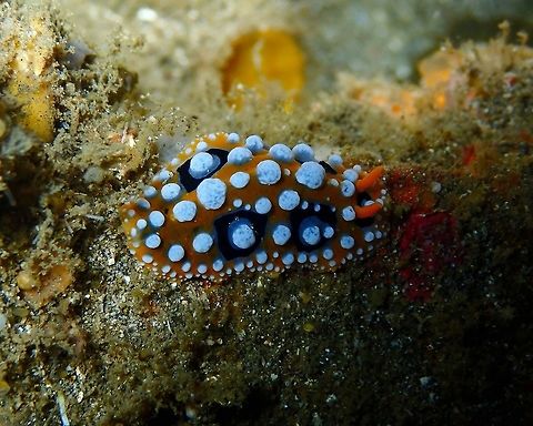 Phyllidia ocellata Nudi's Retreat, Lembeh. Ocellate Phyllidia,Phyllidia ocellata