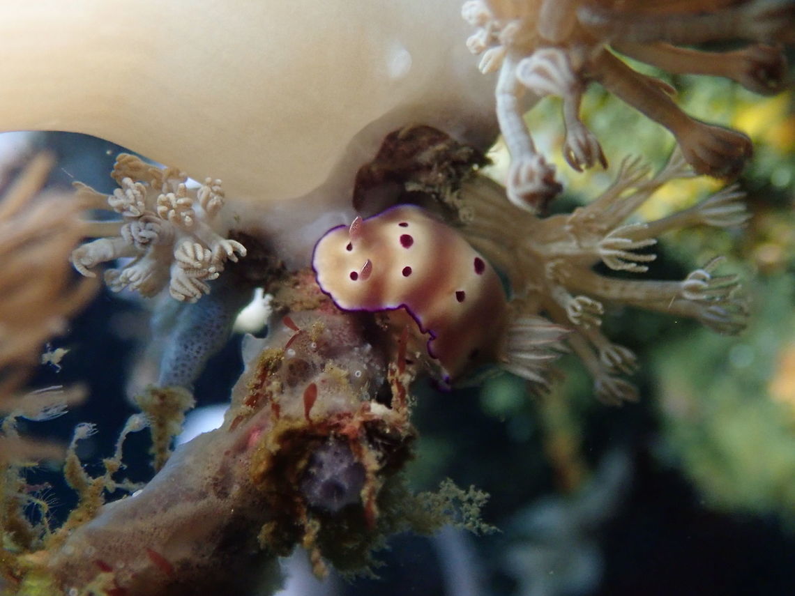 Hipselodoris tryoni Nudi's Retreat, Lembeh. Geotagged,Hypselodoris tryoni,Indonesia,Spring