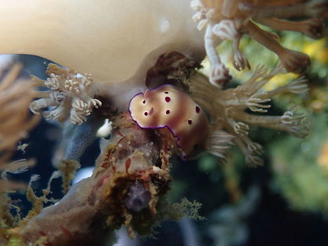 Hipselodoris tryoni Nudi's Retreat, Lembeh. Geotagged,Hypselodoris tryoni,Indonesia,Spring