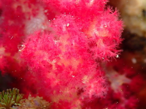 Carnation Coral - Dendronephthya Nudi's Retreat, Lembeh.
https://www.jungledragon.com/image/74092/carnation_coral_-_dendronephthya.html
https://www.jungledragon.com/image/74093/carnation_coral_-_dendronephthya.html
https://www.jungledragon.com/image/74095/carnation_coral_-_dendronephthya.html Dendronephtya,Geotagged,Indonesia,Lembeh,Spring