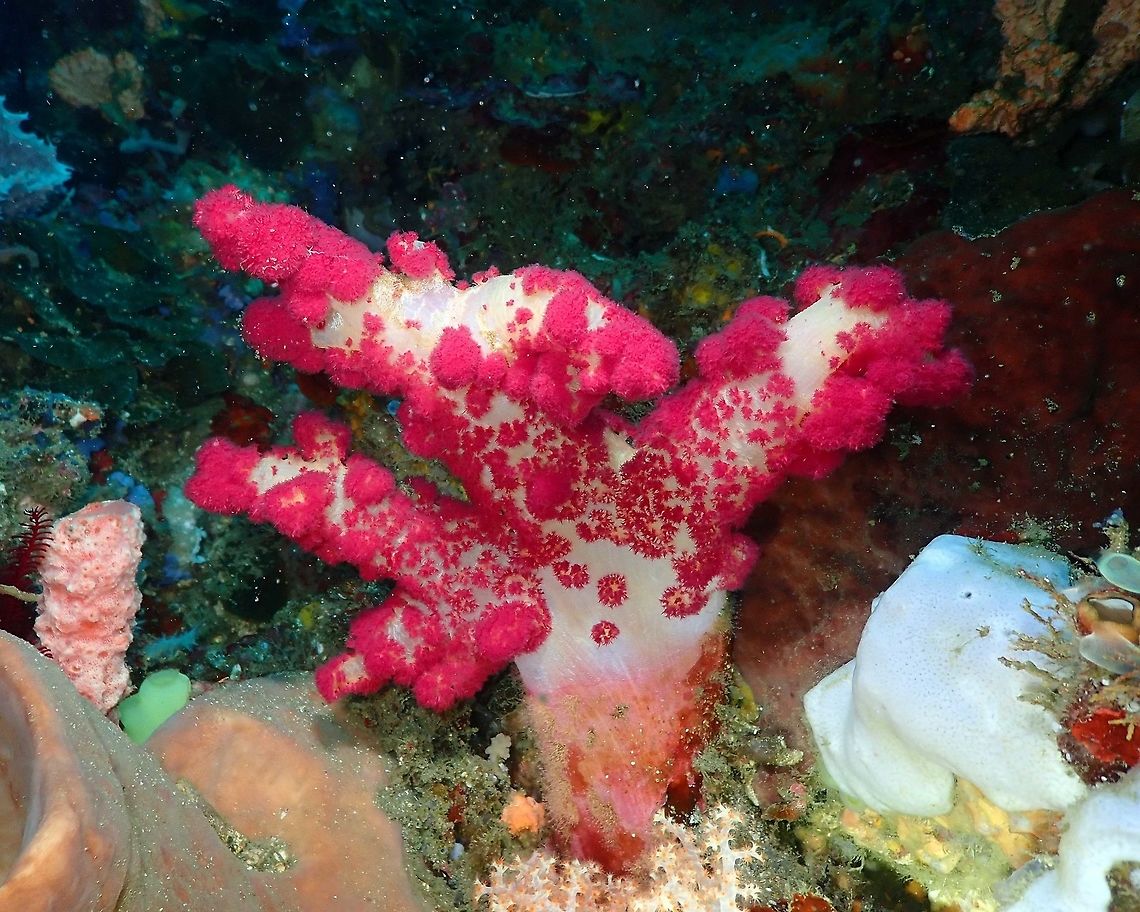 Carnation Coral - Dendronephthya Nudi&#039;s Retreat, Lembeh. Dendronephtya,Geotagged,Indonesia,Lembeh,Spring,coral