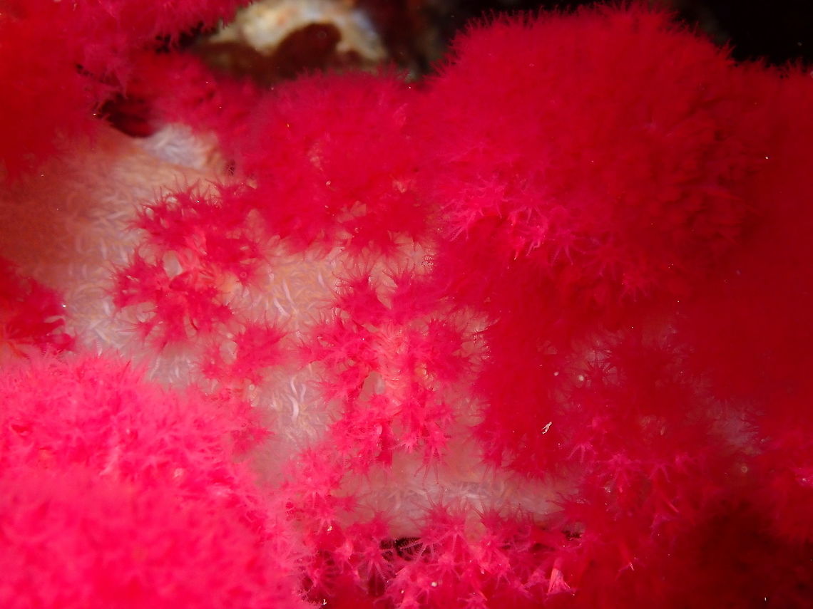 Carnation Coral - Dendronephthya Nudi's Retreat, Lembeh. Dendronephtya,Geotagged,Indonesia,Lembeh,Spring,coral