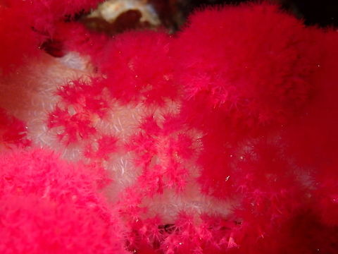 Carnation Coral - Dendronephthya Nudi's Retreat, Lembeh. Dendronephtya,Geotagged,Indonesia,Lembeh,Spring,coral