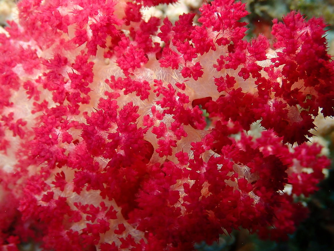 Carnation Coral - Dendronephthya Nudi&#039;s Retreat, Lembeh. Dendronephtya,Geotagged,Indonesia,Lembeh,Spring,coral