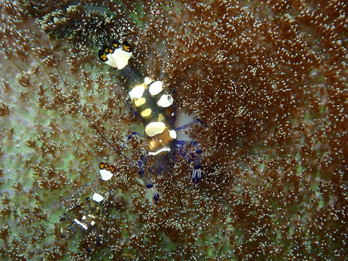 Periclimenes brevicarpalis-The perfect couple Nudi&#039;s retreat, Lembeh. Geotagged,Glass Anemone Shrimp,Indonesia,Periclimenes brevicarpalis,Spring