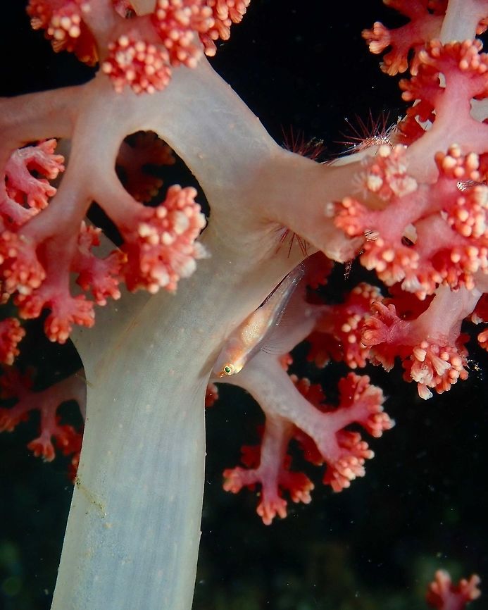 Soft Coral Goby- Pleurosicya boldinghi Nudi&#039;s Retreat, Lembeh. Geotagged,Indonesia,Pleurosicya boldinghi,Soft Coral Goby,Spring