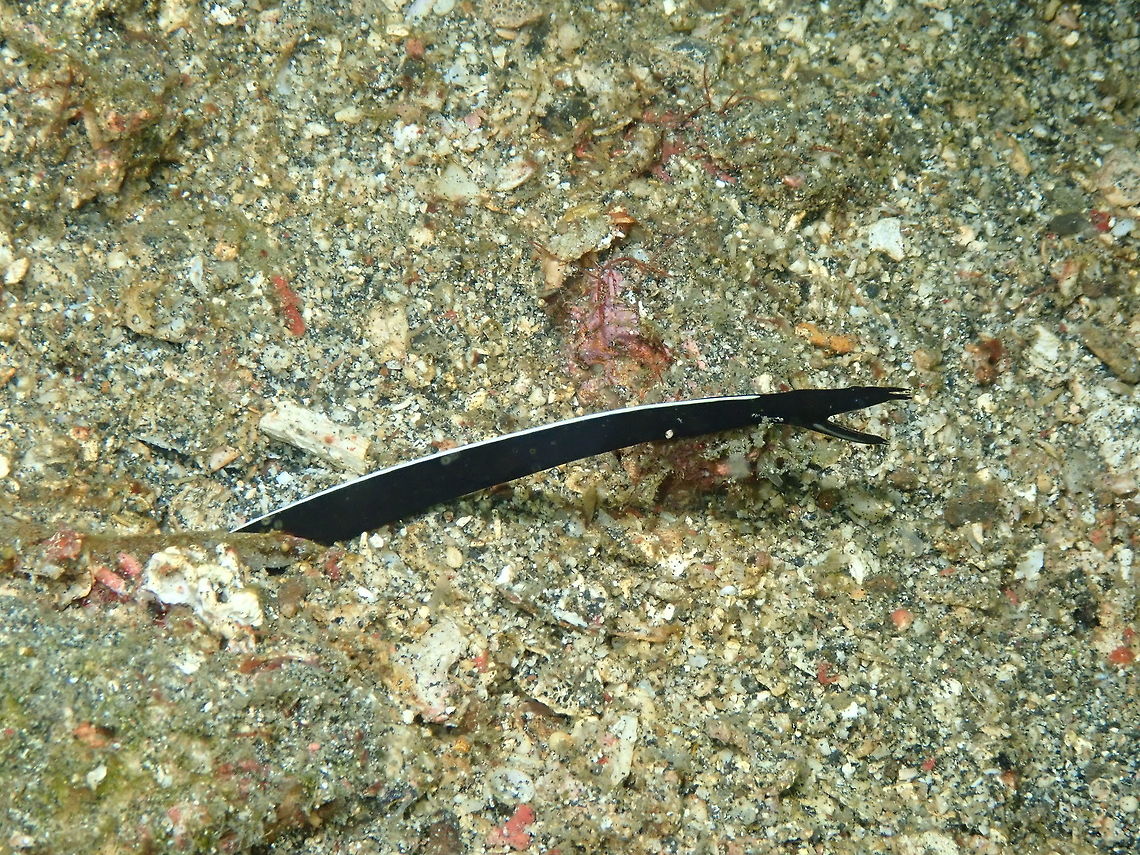 Juvenile Ribbon Eel - Rhinomuraena quaesita Nudi&#039;s Retreat, Lembeh.<br />
Still has a long time to go as a male :-) Geotagged,Indonesia,Rhinomuraena quaesita,Ribbon eel,Spring