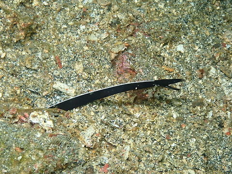 Juvenile Ribbon Eel - Rhinomuraena quaesita Nudi's Retreat, Lembeh.
Still has a long time to go as a male :-) Geotagged,Indonesia,Rhinomuraena quaesita,Ribbon eel,Spring