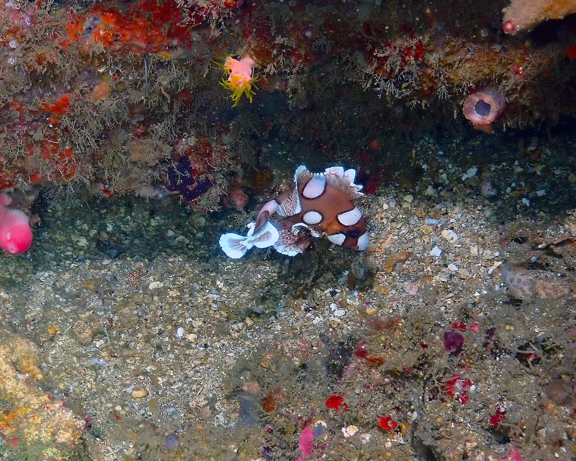 Harlequin sweetlips - Plectorhinchus chaetodonoides Nudi&#039;s Retreat, Lembeh. The ever elusive juvenile harlequin sweetlips.... Geotagged,Harlequin sweetlips,Indonesia,Plectorhinchus chaetodonoides,Spring