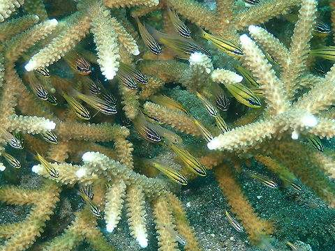 Ostorhinchus chrysopomus and wassinki Rojos, Lembeh.
The yellow ones are O. chrysopomus. Geotagged,Indonesia,Ostorhinchus chrysopomus,Spotted-gill Cardinalfish,Spring