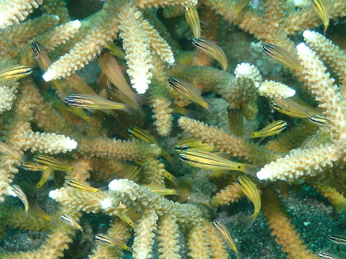 Ostorhinchus chrysopomus and wassinki Nudi&#039;s Retreat, Lembeh.<br />
O. wassinki are the ones with more alternating white and dark brown stripes, less yellow than the O, chrysopomus and without black dot before the tail fin. Geotagged,Indonesia,Kupang cardinalfish,Ostorhinchus wassinki,Spring