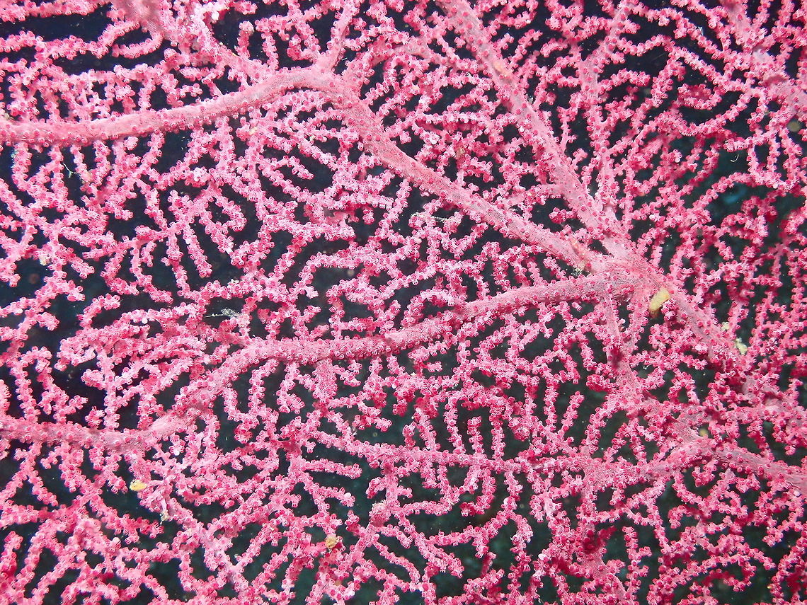 Gorgonian Seafan - Muricella plectana Nudi&#039;s Retreat, Lembeh. Geotagged,Gorgonian Sea Fan,Indonesia,Muricella plectana,Spring