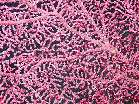 Gorgonian Seafan - Muricella plectana Nudi's Retreat, Lembeh. Geotagged,Gorgonian Sea Fan,Indonesia,Muricella plectana,Spring