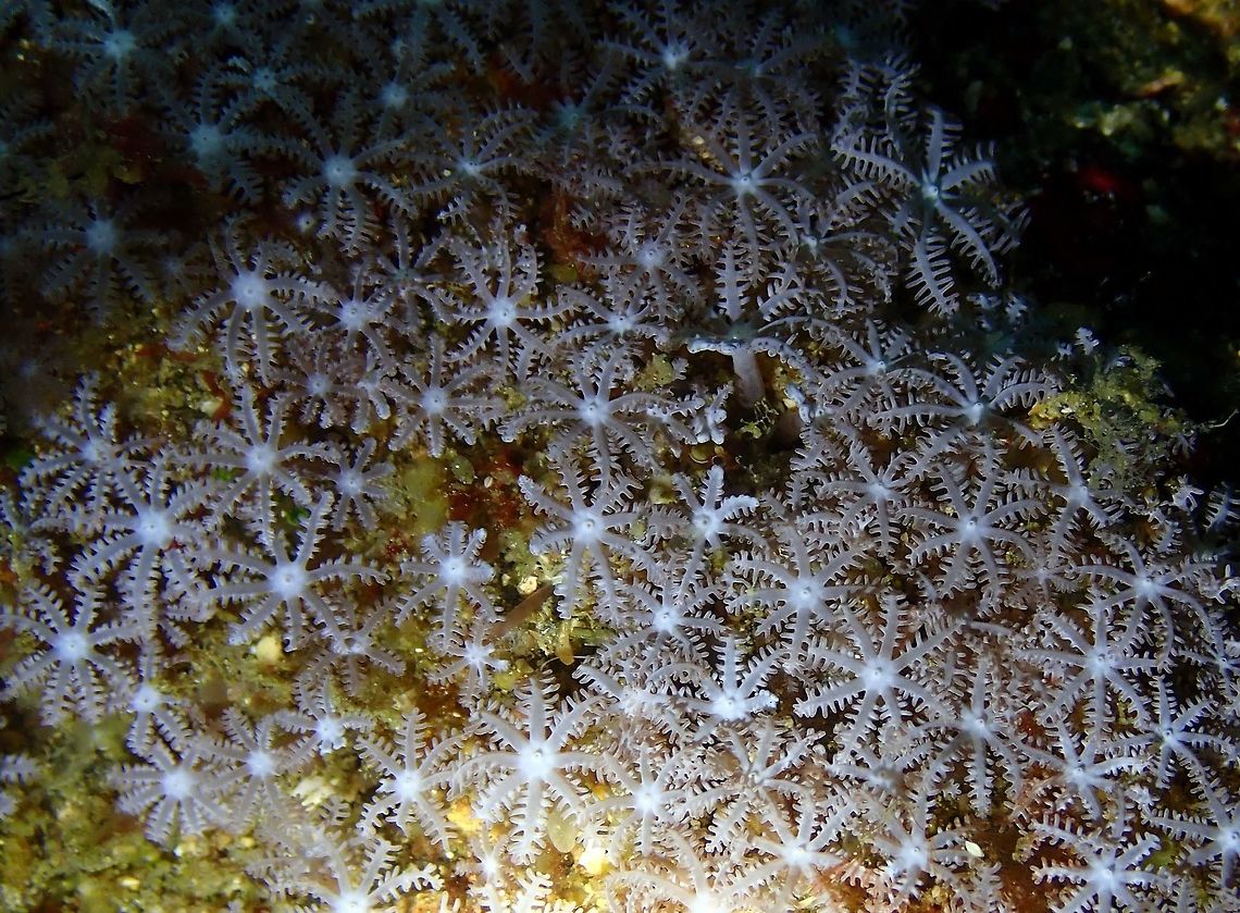 Blue Snowflake Coral - Sarcothelia edmondsoni Tentative change of sp based on this link:<br />
<a href="https://www.marinelifephotography.com/marine/cnidaria/sarcothelia-edmondsoni.htm" rel="nofollow">https://www.marinelifephotography.com/marine/cnidaria/sarcothelia-edmondsoni.htm</a> Anthelia glauca,Blue snowflake Coral,Geotagged,Giant Anthelia,Indonesia,Sarcothelia edmondsoni,Spring