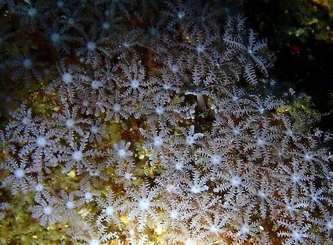 Blue Snowflake Coral - Sarcothelia edmondsoni Tentative change of sp based on this link:
https://www.marinelifephotography.com/marine/cnidaria/sarcothelia-edmondsoni.htm Anthelia glauca,Blue snowflake Coral,Geotagged,Giant Anthelia,Indonesia,Sarcothelia edmondsoni,Spring