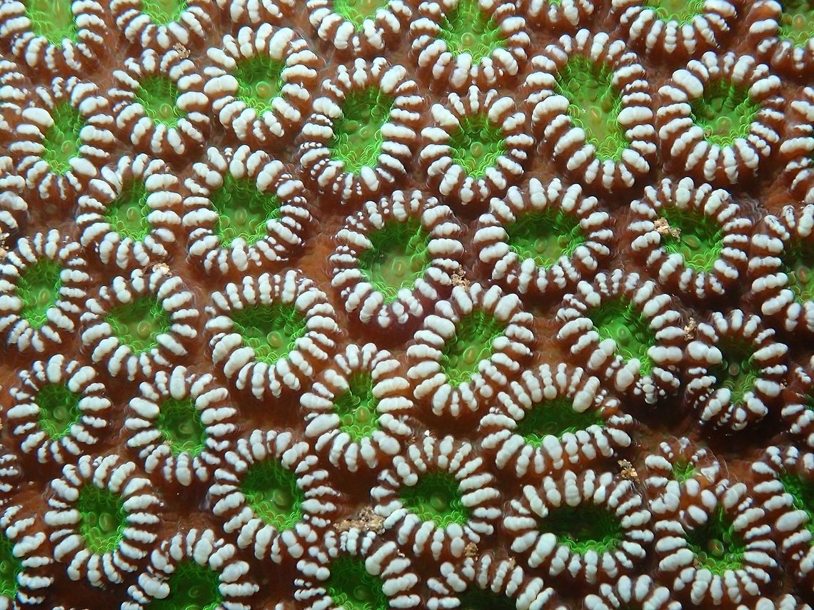 Faviidae Coral Nudi's Retreat, Lembeh. Faviidae,Geotagged,Indonesia,Lembeh,Spring,coral