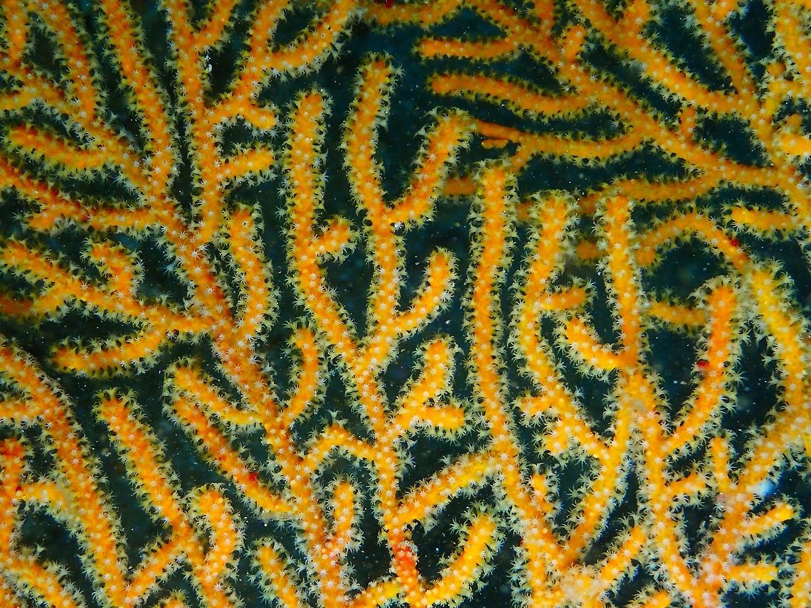 Gorgonian Seafan Nudi's Retreat, Lembeh.<br />
It could be Annella mollis but I am not sure. Geotagged,Gorgonian Seafan,Indonesia,Lembeh,Spring,coral