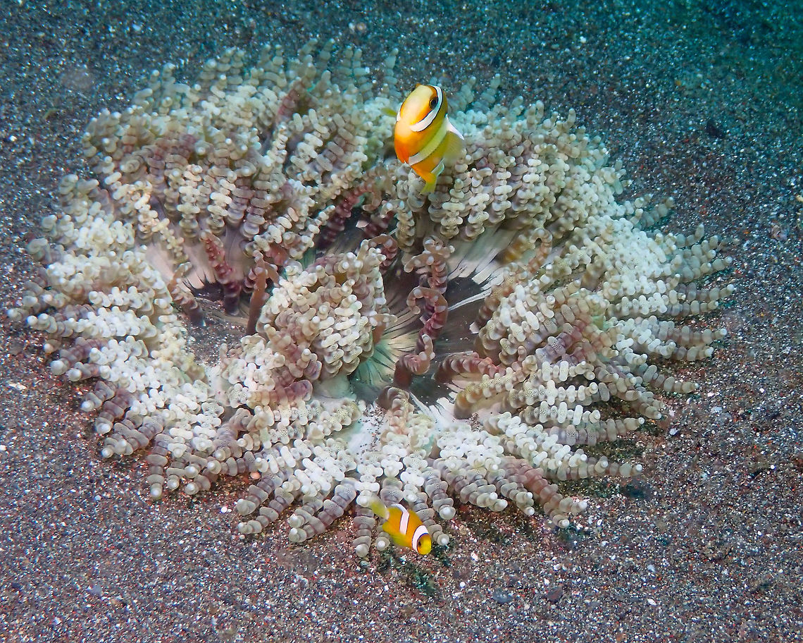 Beaded Sea Anemone (Heteractis aurora) Rojos, Lembeh. WIth the resident anemonefishes. Beaded sea anemone,Geotagged,Heteractis aurora,Indonesia,Spring