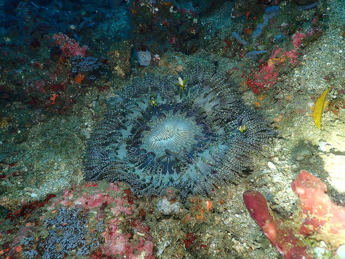 Beaded Sea Anemone (Heteractis aurora) Nudi's Retreat, Lembeh. A different anemone also with anemonefishes :-) Beaded sea anemone,Geotagged,Heteractis aurora,Indonesia,Spring