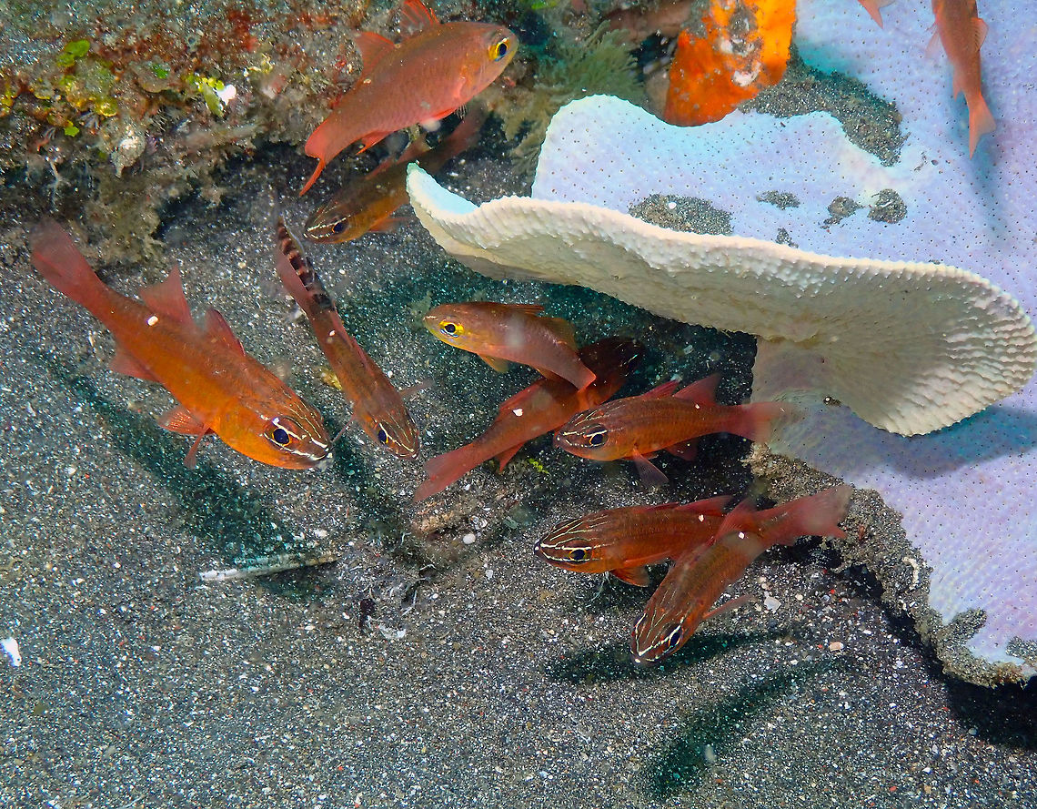 Moluccan Cardinalfish Gathering- Apogon moluccensis Rojos, Lembeh. Apogon moluccensis,Geotagged,Indonesia,Moluccan Cardinalfish,Spring