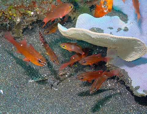 Moluccan Cardinalfish Gathering- Apogon moluccensis Rojos, Lembeh. Apogon moluccensis,Geotagged,Indonesia,Moluccan Cardinalfish,Spring