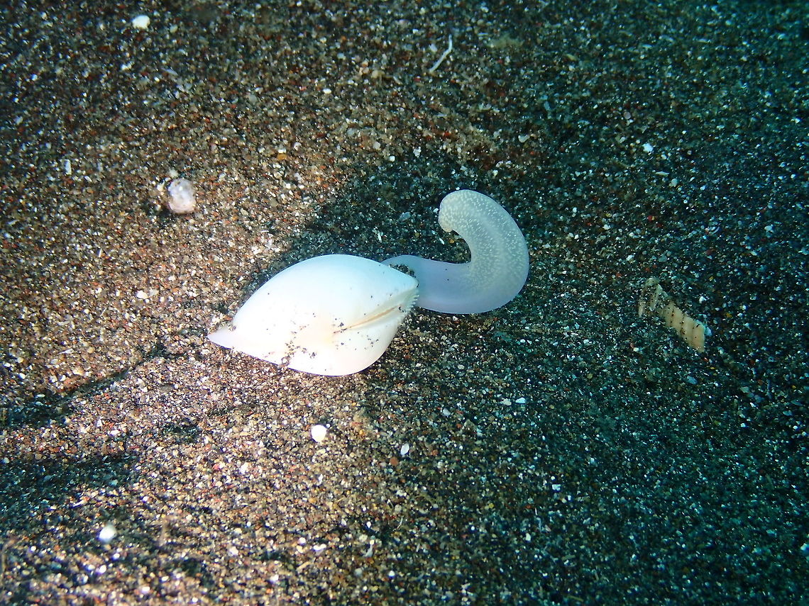 Cardiidae cockle Rojos, Lembeh.<br />
It was difficult to find the species for this cockle. Cardiidae,Cockle,Geotagged,Indonesia,Lembeh,Spring