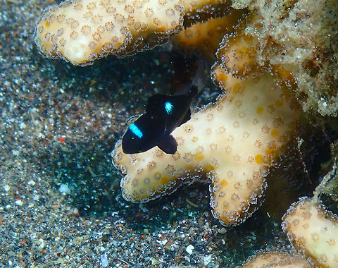 Threespot dascyllus juvenile - Dascyllus trimaculatus Rojos, Lembeh. Dascyllus trimaculatus,Geotagged,Indonesia,Spring,Threespot dascyllus