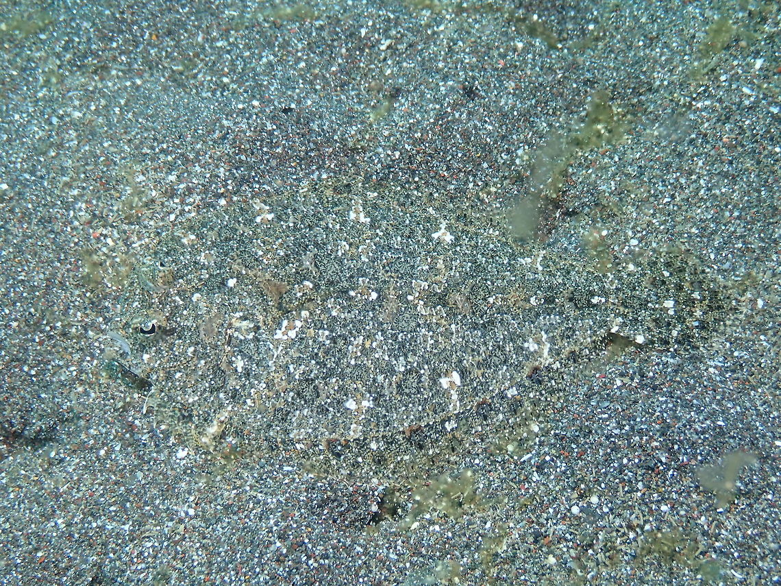 Find the Fish! - Engyprosopon macrolepis  Engyprosopon macrolepis,Geotagged,Indonesia,Largescale dwarf flounder,Spring