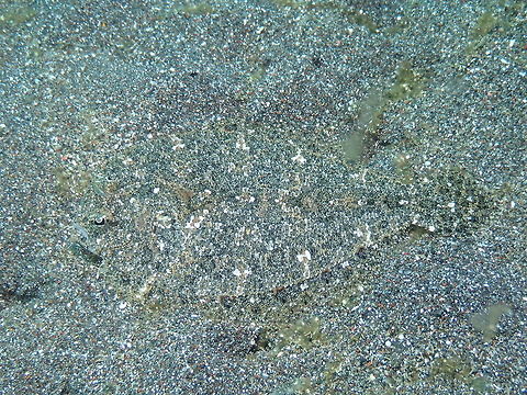 Find the Fish! - Engyprosopon macrolepis  Engyprosopon macrolepis,Geotagged,Indonesia,Largescale dwarf flounder,Spring