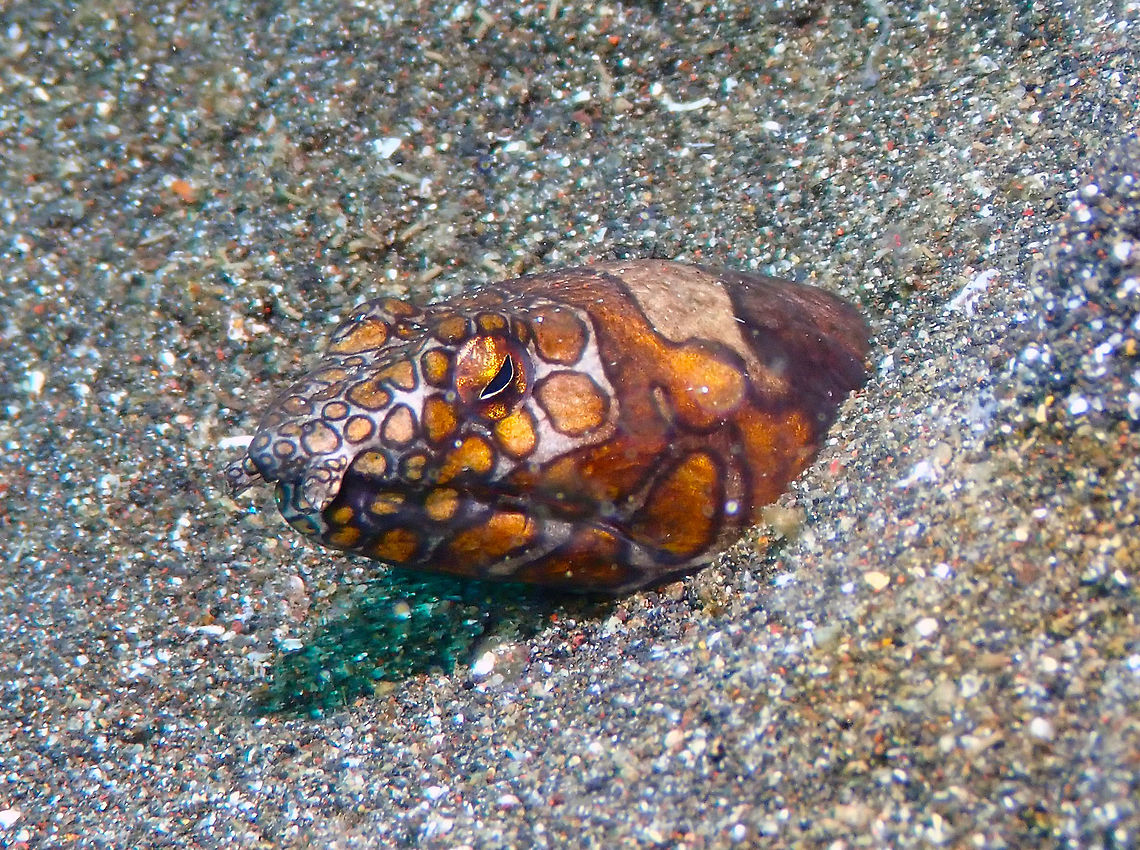 Napoleon snake eel- Ophichthus bonaparti Rojos, Lembeh. This one looked sleepy :-) Geotagged,Indonesia,Napoleon snake eel,Ophichthus bonaparti,Spring