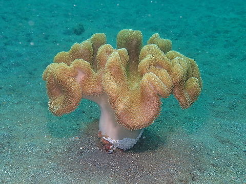 Sarcophyton Coral Rojos, Lembeh. Geotagged,Indonesia,Lembeh,Sarcophyton,Spring,coral
