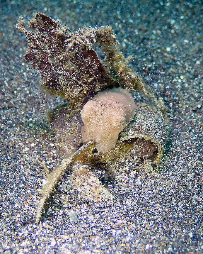 Find the cuttlefish! - Sepia sp Rojos, Lembeh.<br />
<br />
 Geotagged,Indonesia,Sepia bandensis,Spring,Stumpy-spined cuttlefish