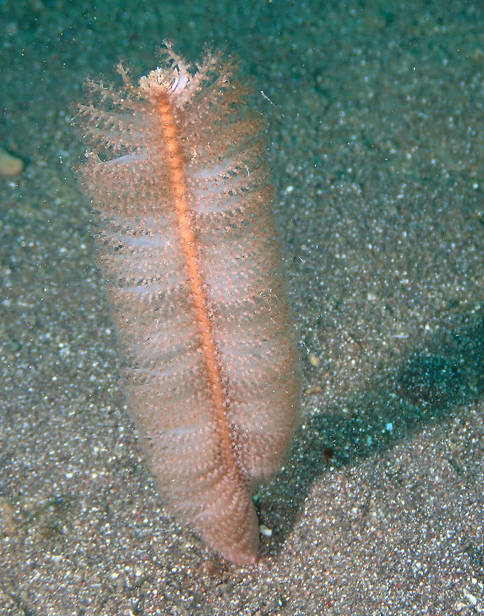 Sea Pen - Virgulariidae Rojos, Lembeh.<br />
Sea pens are colonial marine cnidarians belonging to the order Pennatulacea. They are grouped with the octocorals ("soft corals"), together with sea whips or gorgonians. The group is named for its supposed resemblance to antique quill pens. Feathery sea pens stand upright in the sand like the quill of a feather. The central axis has flat branch-like extensions on which the polyps are clustered. They are usually white or cream. The peduncle is very long and the entire colony can retract into the sand if disturbed.  Geotagged,Indonesia,Lembeh,Purple Sea Pen,Spring,Virgularia gustaviana,Virgulariidae,sea Pen,soft coral