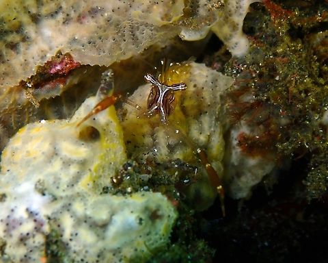 Cuapetes grandis Rojos I, Lembeh.
https://www.jungledragon.com/image/74854/cuapetes_grandis.html Black and Silver Cuapetes shrimp,Cuapetes grandis,Geotagged,Indonesia,Spring
