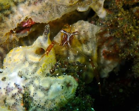 Cuapetes grandis Rojos I, Lembeh. Black and Silver Cuapetes shrimp,Cuapetes grandis,Geotagged,Indonesia,Spring