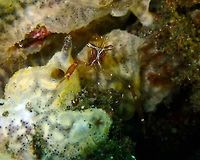 Cuapetes grandis Rojos I, Lembeh. Black and Silver Cuapetes shrimp,Cuapetes grandis,Geotagged,Indonesia,Spring