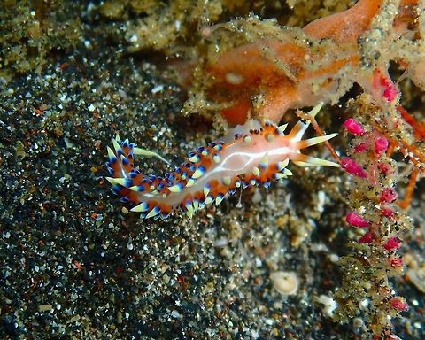 Caloria indica Rojos I, Lembeh.
https://www.jungledragon.com/image/74856/caloria_indica.html Caloria indica,Geotagged,Indonesia,Spring