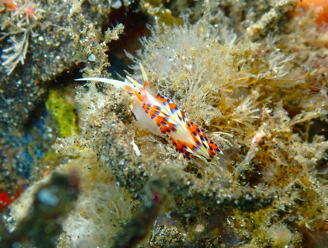 Caloria indica Rojos I, Lembeh. Caloria indica,Geotagged,Indonesia,Spring
