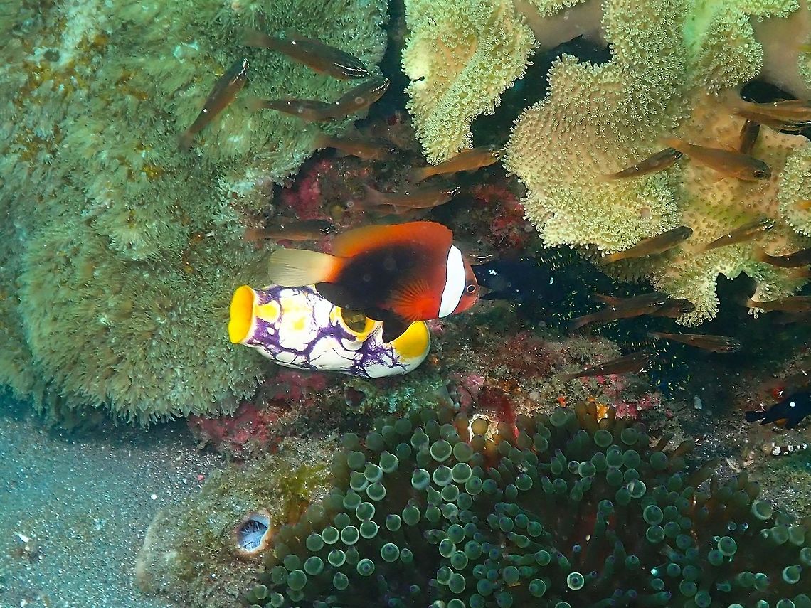 Cinnamon Anemonefish (Amphiprion melanopus) Rojos I, Lembeh.<br />
Here hiding in its anemone, Entacmaea quadricolor:<br />
<figure class="photo"><a href="https://www.jungledragon.com/image/74859/entacmaea_quadricolor_and_resident_amphiprion_melanopus.html" title="Entacmaea quadricolor and resident Amphiprion melanopus"><img src="https://s3.amazonaws.com/media.jungledragon.com/images/2298/74859_thumb.JPG?AWSAccessKeyId=05GMT0V3GWVNE7GGM1R2&Expires=1767225610&Signature=1jRo8ypRR%2Fz23XnLumF2jbQVTqI%3D" width="200" height="160" alt="Entacmaea quadricolor and resident Amphiprion melanopus Rojos I, Lembeh. Bubble-tip anemone,Entacmaea quadricolor,Geotagged,Indonesia,Spring" /></a></figure><br />
<br />
 Amphiprion melanopus,Cinnamon Anemonefish,Geotagged,Indonesia,Spring