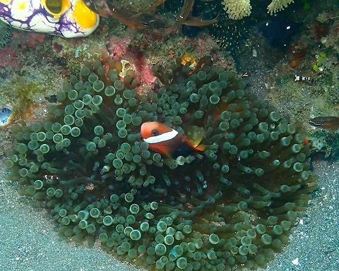 Entacmaea quadricolor and resident Amphiprion melanopus Rojos I, Lembeh. Bubble-tip anemone,Entacmaea quadricolor,Geotagged,Indonesia,Spring