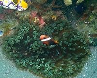 Entacmaea quadricolor and resident Amphiprion melanopus Rojos I, Lembeh. Bubble-tip anemone,Entacmaea quadricolor,Geotagged,Indonesia,Spring