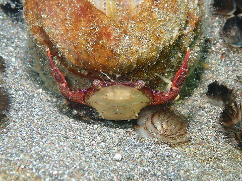 Charybdis natator Rojos I, Lembeh.
https://www.jungledragon.com/image/74980/charybdis_natator.html Charybdis natator,Geotagged,Indonesia,Ridged swimming crab,Spring