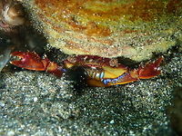 Charybdis natator Rojos I, Lembeh. Charybdis natator,Geotagged,Indonesia,Ridged swimming crab,Spring
