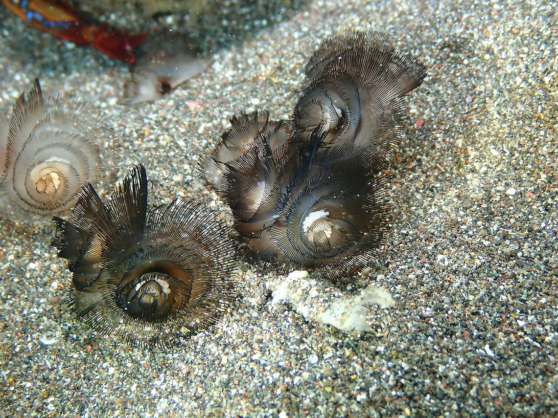 Phoronis australis Rojos I, Lembeh.<br />
Neighbors of the crab!<br />
<figure class="photo"><a href="https://www.jungledragon.com/image/75055/singapore_cardinalfishes_cheilodipterus_singapurensis_in_a_varied_neighborhood.html" title="Singapore Cardinalfishes (Cheilodipterus singapurensis) in a varied neighborhood"><img src="https://s3.amazonaws.com/media.jungledragon.com/images/2298/75055_thumb.JPG?AWSAccessKeyId=05GMT0V3GWVNE7GGM1R2&Expires=1769040010&Signature=efMWxVQfh8UfHO84INJKgc7IVLU%3D" width="114" height="152" alt="Singapore Cardinalfishes (Cheilodipterus singapurensis) in a varied neighborhood Rojos I, Lembeh.<br />
Here not only can you see the cardinalfishes but also the ridged swimming crab and the horseshoe worms close to a retreated Cerianthid anemone, and even a tiny Banggai cardinalfish ...a very singular community right in the middle of a very sandy area! Cheilodipterus singapurensis,Geotagged,Indonesia,Singapore Cardinalfish,Spring" /></a></figure><br />
Many facts about these worms in this link!<br />
<a href="http://www.biologydiscussion.com/invertebrate-zoology/phoronis-habitat-structure-and-development-with-diagram/29099" rel="nofollow">http://www.biologydiscussion.com/invertebrate-zoology/phoronis-habitat-structure-and-development-with-diagram/29099</a> Geotagged,Indonesia,Phoronis australis,Spring