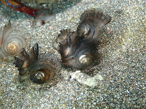 Phoronis australis Rojos I, Lembeh.
Neighbors of the crab!
https://www.jungledragon.com/image/75055/singapore_cardinalfishes_cheilodipterus_singapurensis_in_a_varied_neighborhood.html
Many facts about these worms in this link!
http://www.biologydiscussion.com/invertebrate-zoology/phoronis-habitat-structure-and-development-with-diagram/29099 Geotagged,Indonesia,Phoronis australis,Spring