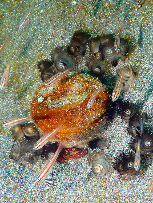 Singapore Cardinalfishes (Cheilodipterus singapurensis) in a varied neighborhood Rojos I, Lembeh.<br />
Here not only can you see the cardinalfishes but also the ridged swimming crab and the horseshoe worms close to a retreated Cerianthid anemone, and even a tiny Banggai cardinalfish ...a very singular community right in the middle of a very sandy area! Cheilodipterus singapurensis,Geotagged,Indonesia,Singapore Cardinalfish,Spring