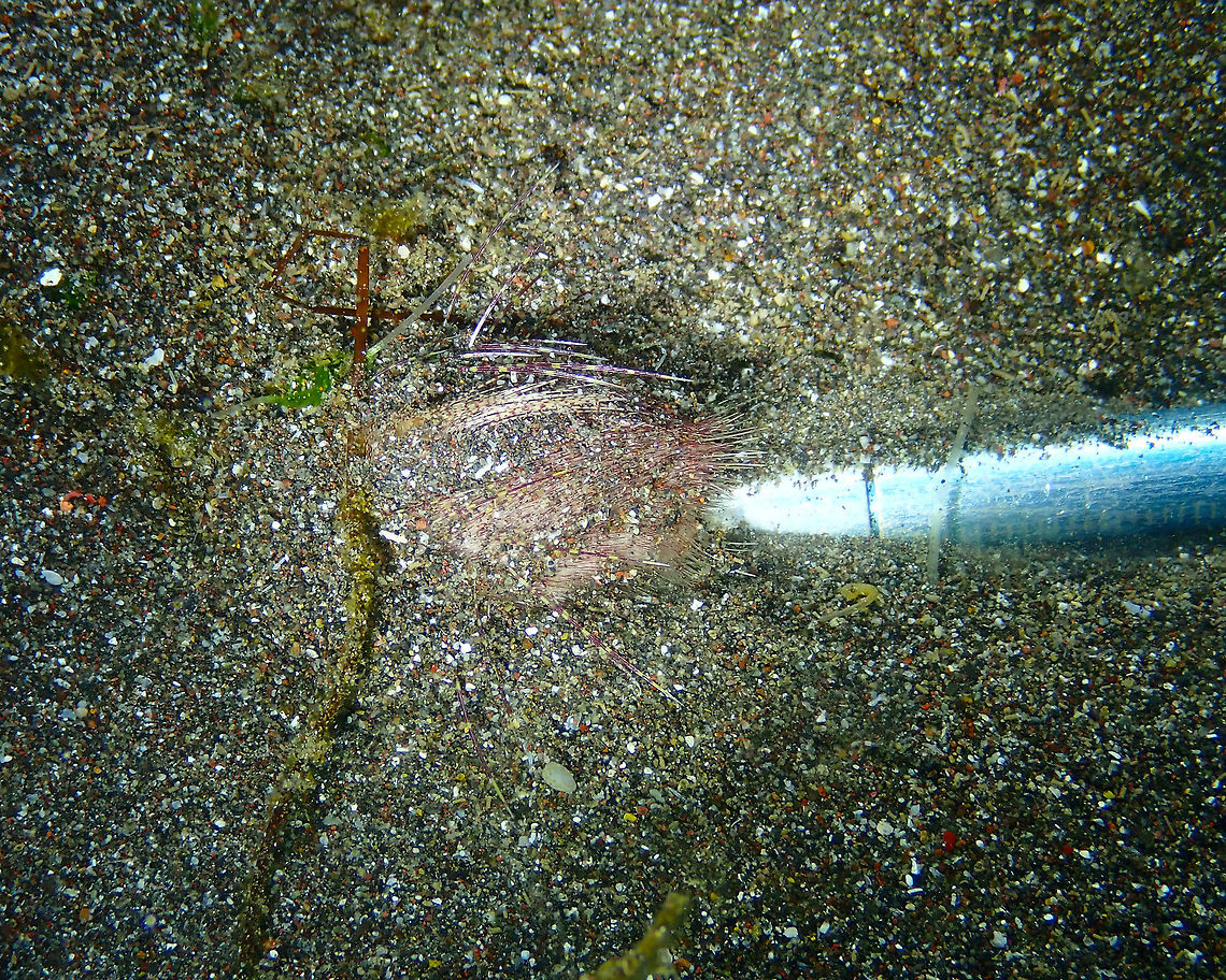 Juvenile Lovenia Heart urchin - Lovenia_elongata Rojos I, Lembeh.<br />
Most likely a juvenile as it was smaller than 1 inch (see pointer next to it). It was trying to hide in the sand. These sea urchins can also move really quickly! Geotagged,Indonesia,Lovenia Heart Urchin,Lovenia elongata,Spring