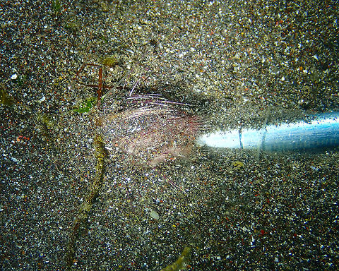 Juvenile Lovenia Heart urchin - Lovenia_elongata Rojos I, Lembeh.
Most likely a juvenile as it was smaller than 1 inch (see pointer next to it). It was trying to hide in the sand. These sea urchins can also move really quickly! Geotagged,Indonesia,Lovenia Heart Urchin,Lovenia elongata,Spring